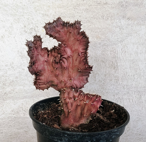 Orbea ciliata crestata - crestata,