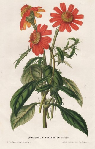 Comaclinium aurantiacum - comaclinium,