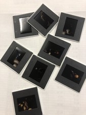 Lotto Di 8 Diapositive Anni 1980 Nomadi Concerto Augusto Daolio Beppe Carletti