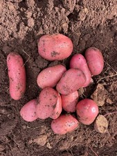 120 Pezzi di Patate Buccia