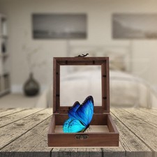  Vetrine Espositive Vetrinette