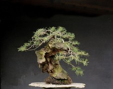Bonsai di Pino resistente