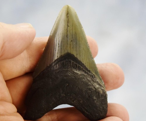 Megalodonte denti squalo - megalodonte,