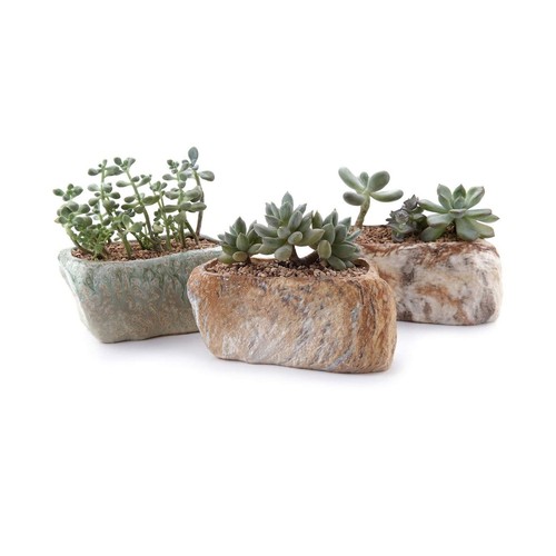 T4u fioriera succulenta - succulenta, in