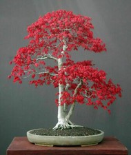 ACER PALMATUM - JAPANESE MAPLE, 10 SEMI SELEZIONATI
