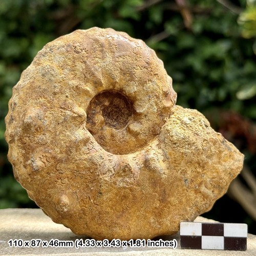 Rare pseudaspidoceras - rare:,