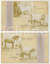 1904 LANZO INTELVI Quattro cavalli in scuderia - Lotto 4 foto VINTAGE