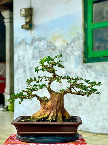 Bonsai premna micropylla - di,