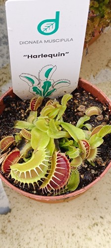 Dionaea muscipula harleyquin - muscipula,
