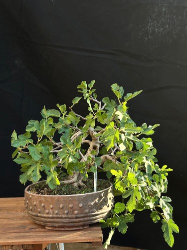 Bonsai fico - bonsai,