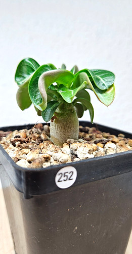 Adenium dha thai - dha, ""thai""