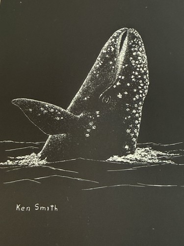 Ken smith wildlife - ken,