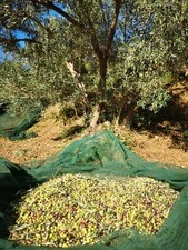 Olio EVO Calabrese Annata 2025