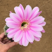 ECHINOPSIS HYBRID (14) -