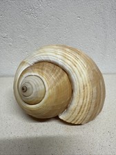 Rara conchiglia da collezione