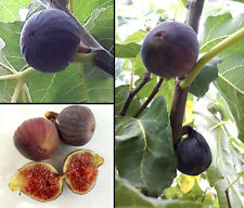200 Semi Ficus Carica Fico Brogiotto Nero Italian Black Fig Tree Figuier seeds 