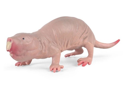 Talpa nuda ratto - ratto, animale