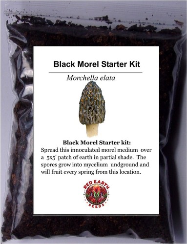Black morel morchella elata - -,