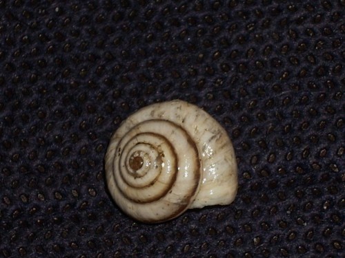 Trochoidea pyramidata - trochoidea,