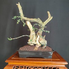 PRE BONSAI  DI OLIVASTRO
