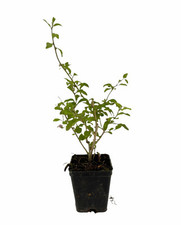 Goji Lycium barbarum, 5x