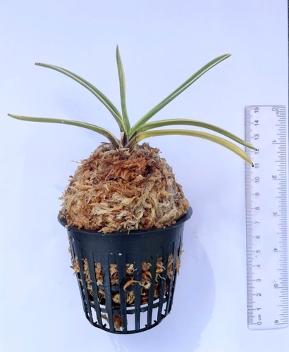 Neofinetia falcata shishinden - falcata,