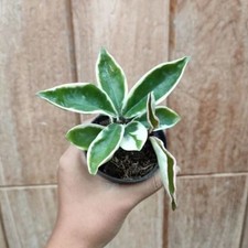 Hoya Carnosa Suzie Q rara