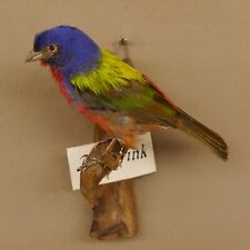 Papstfink Uccello Preparato