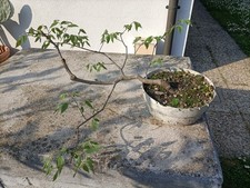 Prebonsai bagolaro