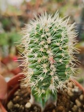 Echinocactus Grusonii Crestata