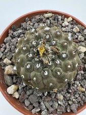 Copiapoa hypogaea (Chile) POT