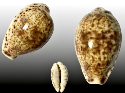 Cypraea lentiginosa bombay - cypraea, lentiginosa,