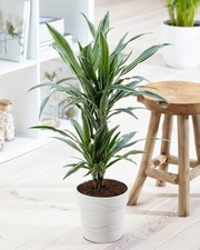 1 PIANTA DI DRACENA WHITE