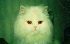 SCHEDA TELEFONICA PROTOTIPO