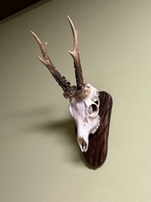 Roe deer horns. Antlers