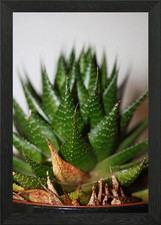 Aloe aristata sfondo