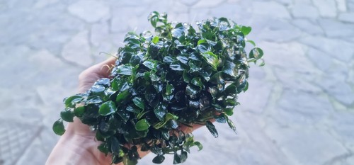 Anubias micro rhizome 10cm - micro,