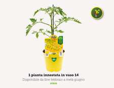 Pianta di Pomodoro Innestato