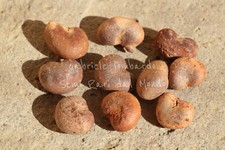 BAOBAB - ADANSONIA DIGITATA