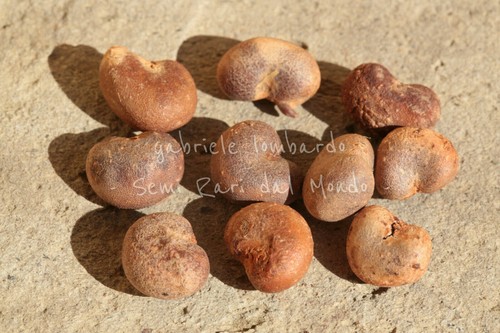 Baobab adansonia digitata - adansonia,
