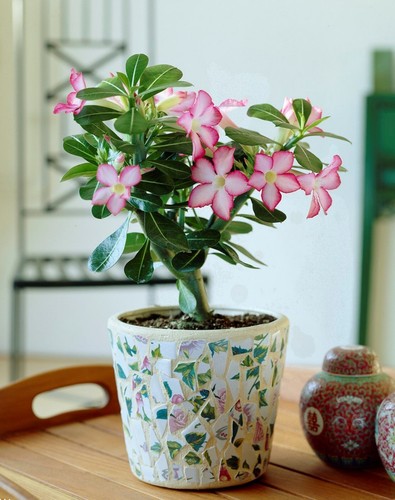 100 graines rares adenium - graines, d'adenium