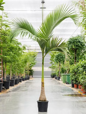 Sale2 Roystonea Regia palma reale 2 semi semi semi di palma