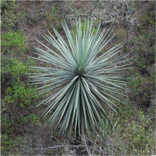 Dasylirion lucidum dasilirio - dasylirion,