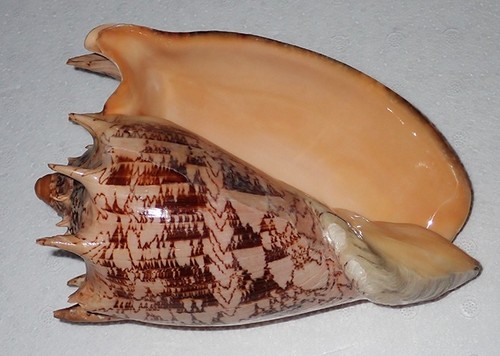 205 bocca arancione - arancione, enorme