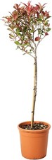 Photinia fraseri robusta - fraseri,
