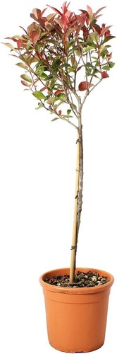 Photinia fraseri robusta - photinia,