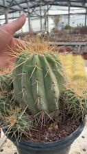 Copiapoa Cinerea Var