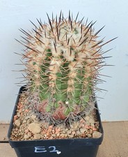 Copiapoa marginata fantastica