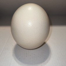 Genuine Blown Out Ostrich Egg