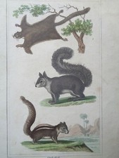 Buffon/Vauthier Incisione